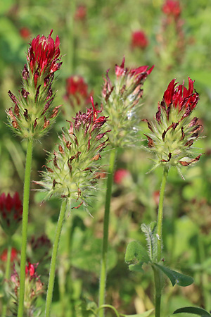 Trifolium incarnatum