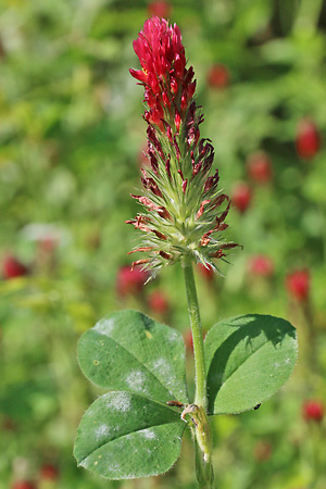 Trifolium incarnatum