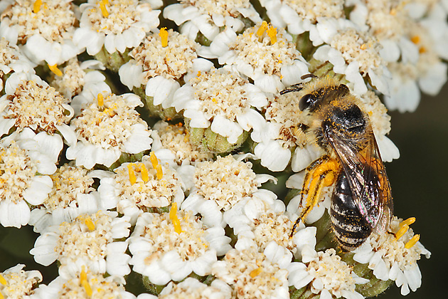 Tanacetum macrophyllum