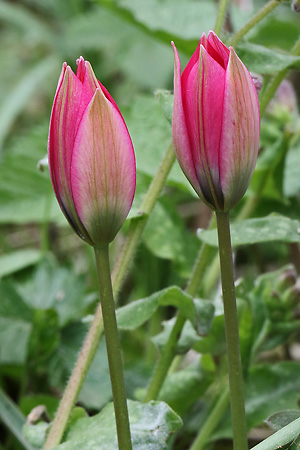 Tulipa pulchella