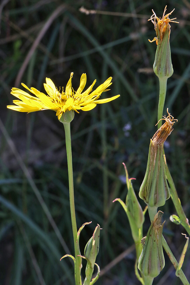 Tragopogon pratensis