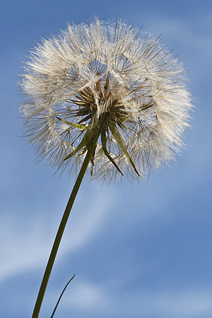 Tragopogon pratensis
