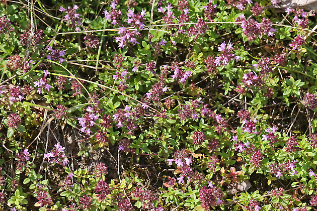 Thymus pulegioides