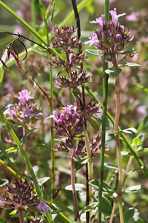 Thymus pulegioides