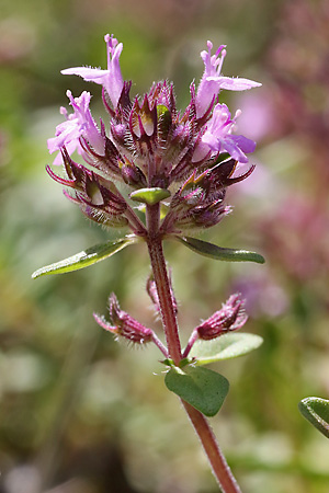 Thymus pulegioides
