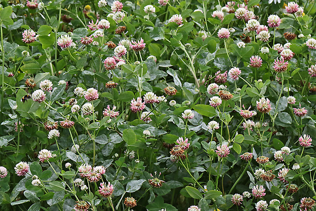 Trifolium repens