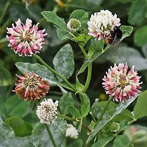 Trifolium repens