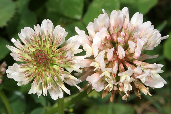 Trifolium repens