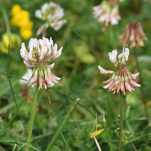Trifolium repens
