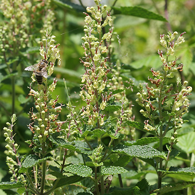 Teucrium scorodonia