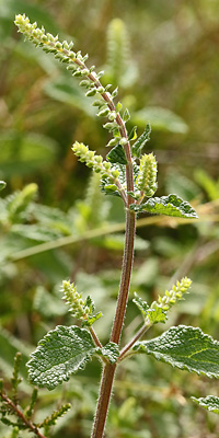 Teucrium scorodonia