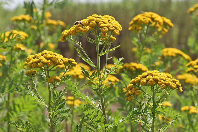 Tanacetum vulgare