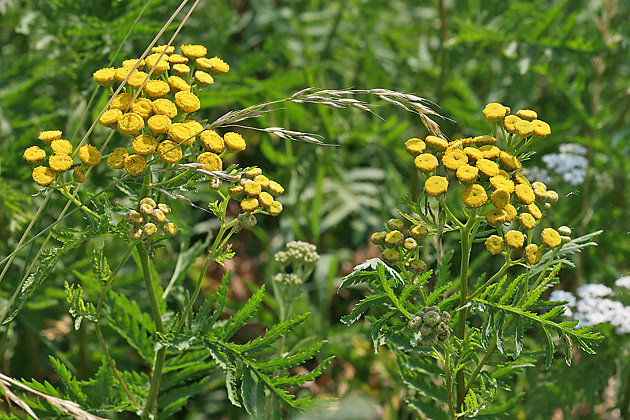 Tanacetum vulgare