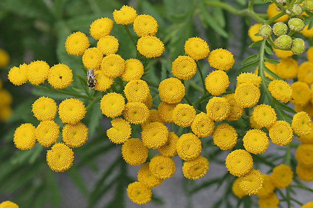 Tanacetum vulgare
