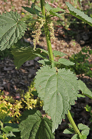 Blütenpflanzen Urticaceae Brennesselgewächse