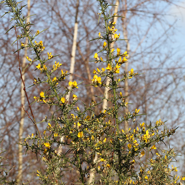 Ulex europaeus