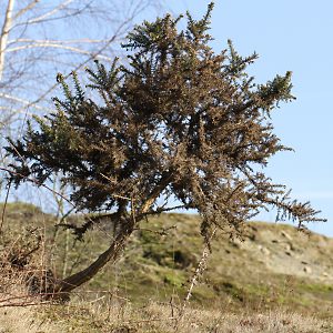 Ulex europaeus
