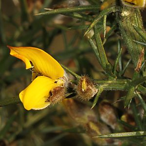 Ulex europaeus