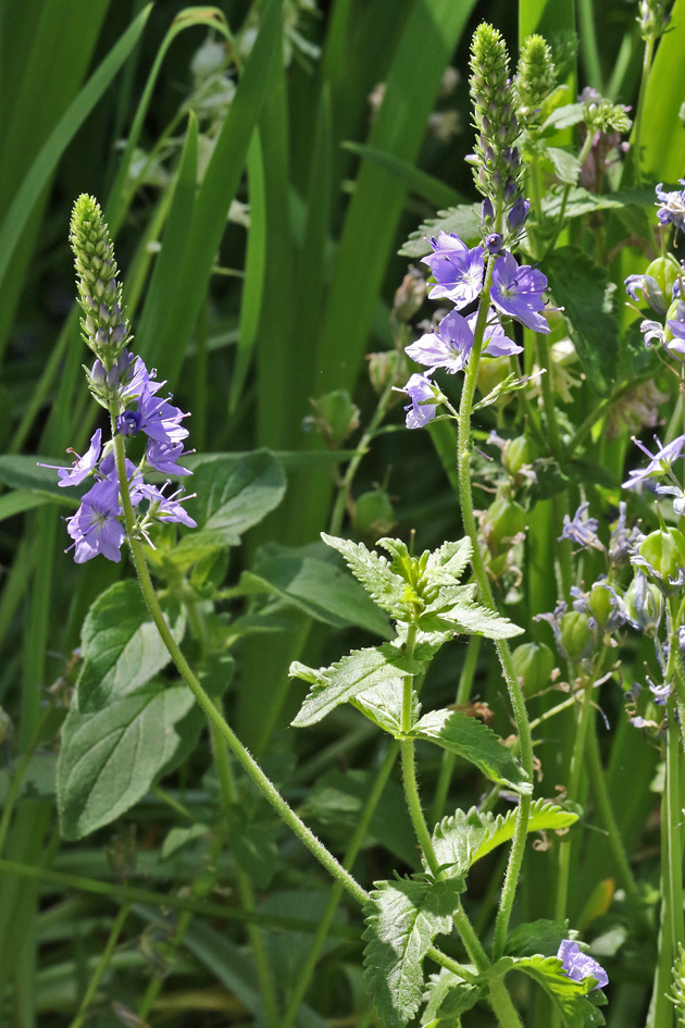 Veronica austriaca
