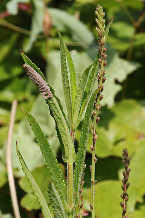 Verbena bonariensis + officinalis
