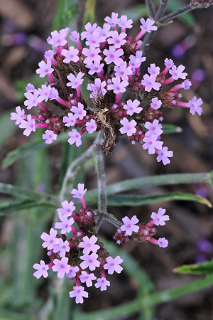 Verbena bonariensis