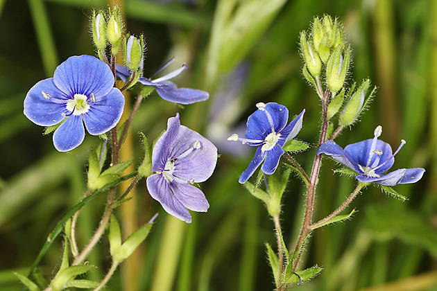 Veronica chamaedrys