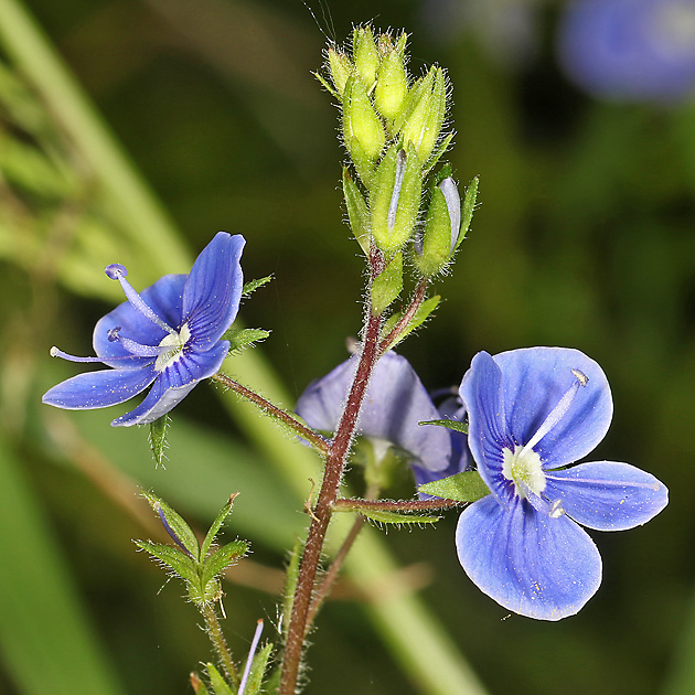 Veronica chamaedrys