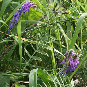 Vicia cracca