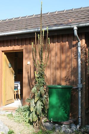 Verbascum densiflorum