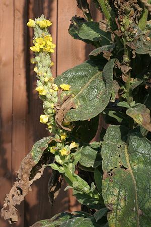 Verbascum densiflorum