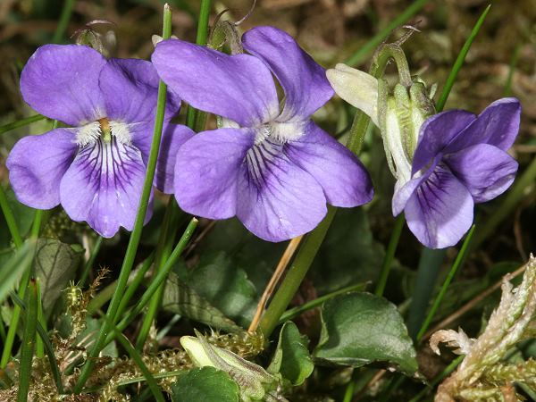 Viola hirta