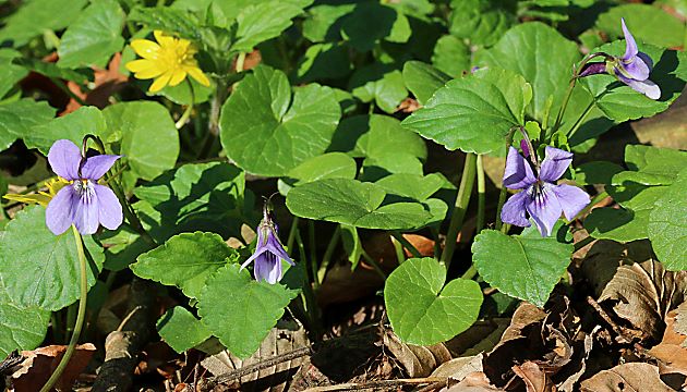 Viola hirta