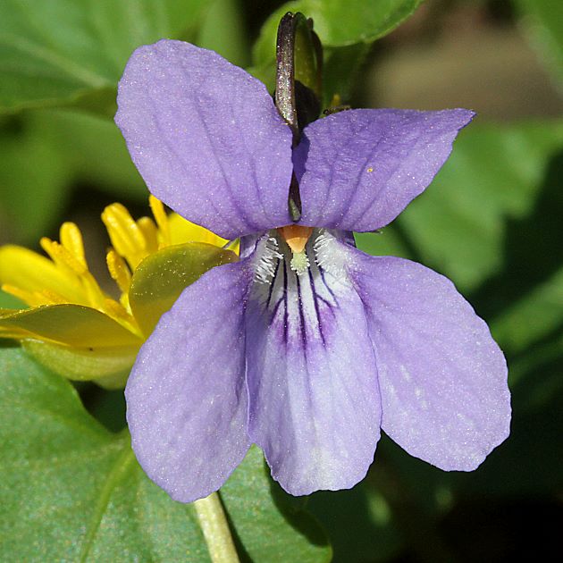 Viola hirta