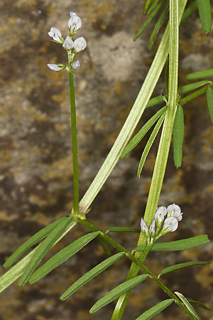 Vicia cracca