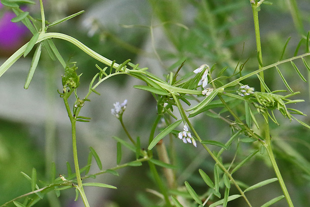 Vicia hirsuta