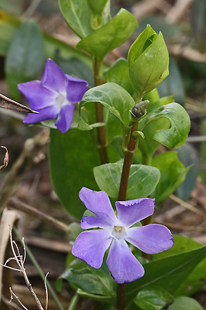 Vinca major