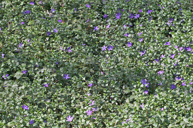 Vinca minor