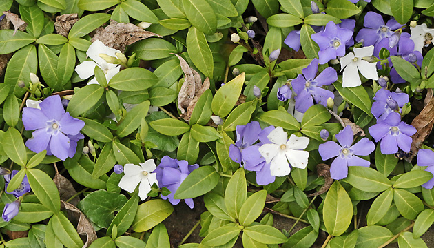 Vinca minor