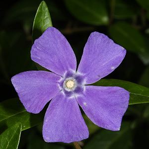Vinca minor