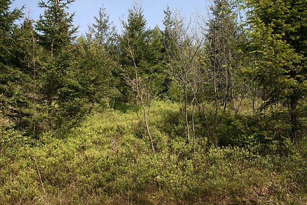 Vaccinium myrtillus)