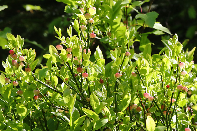 Vaccinium myrtillus)