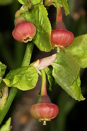 Vaccinium myrtillus)