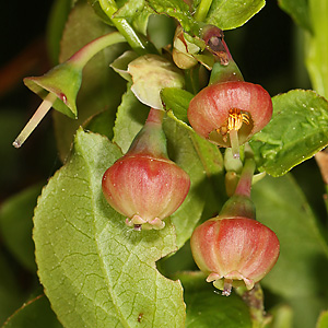 Vaccinium myrtillus)