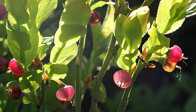 Vaccinium myrtillus)