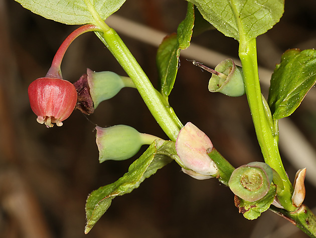 Vaccinium myrtillus)
