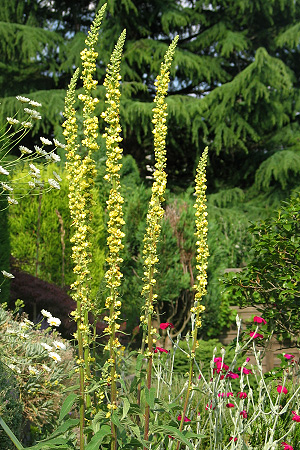 Verbascum nigrum