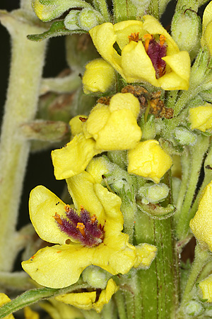 Verbascum nigrum