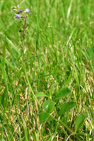Veronica officinalis