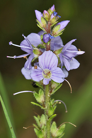 Veronica officinalis