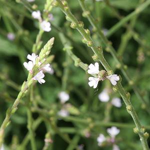 Verbena officinalis